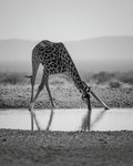 Baby Giraffe Drinking Water Print