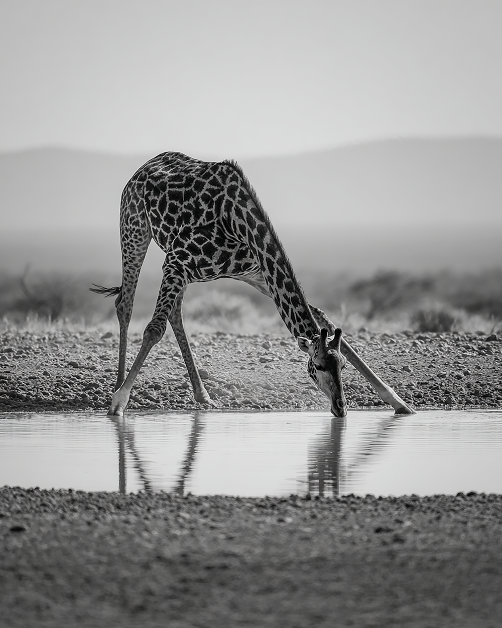 Baby Giraffe Drinking Water Print