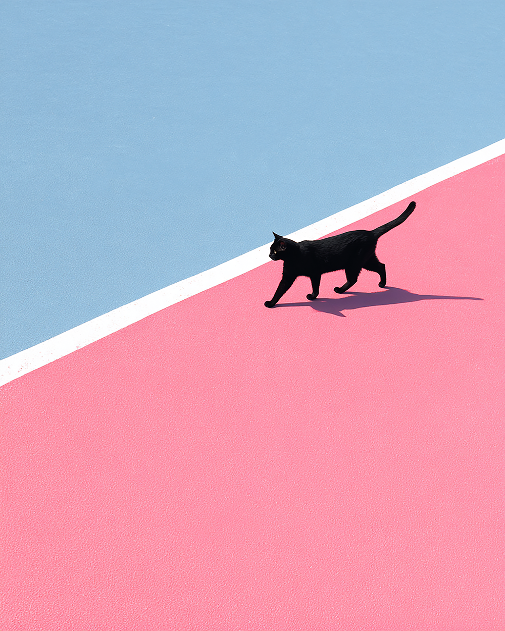 Black Cat Graphical Print