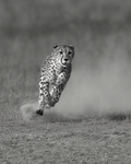 Cheetah Sprinting Print