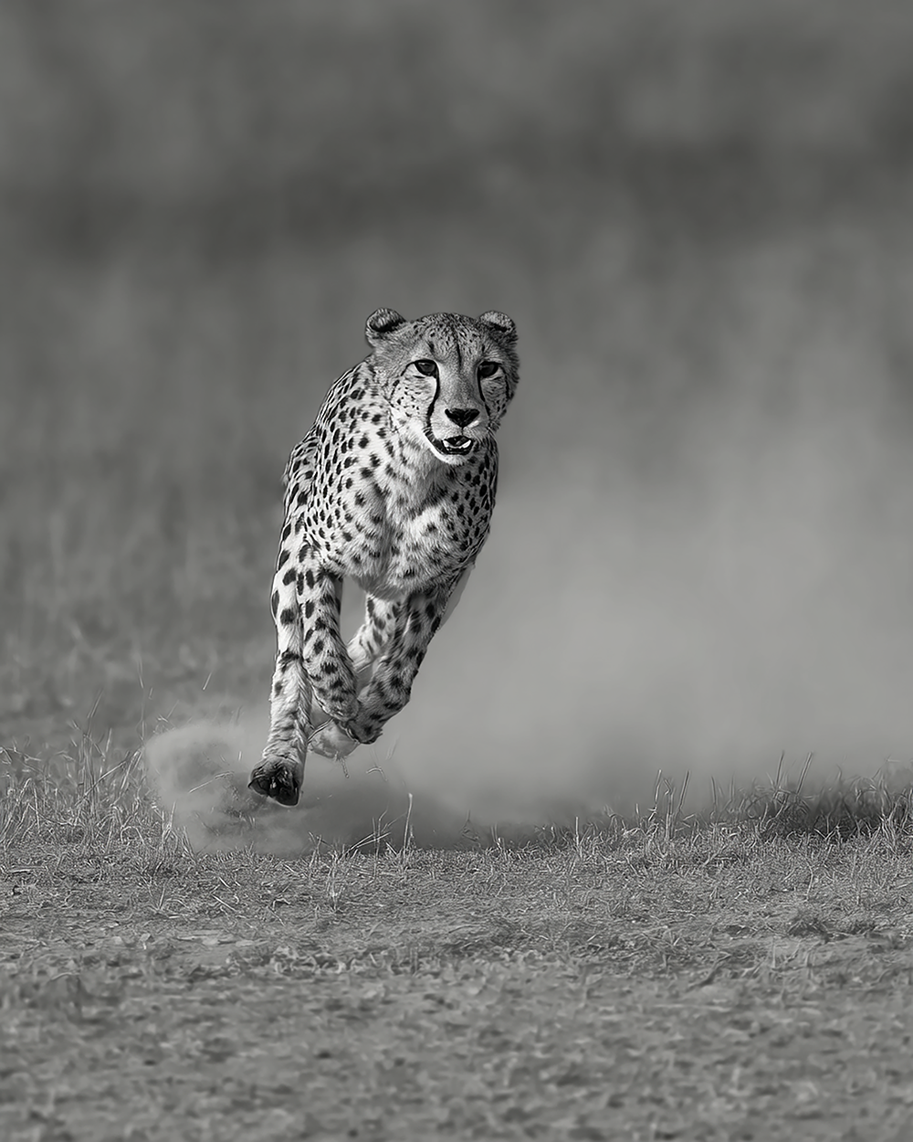 Cheetah Sprinting Print