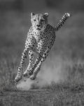 Hunting Cheetah Print