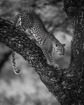 Jaguar Photo Print