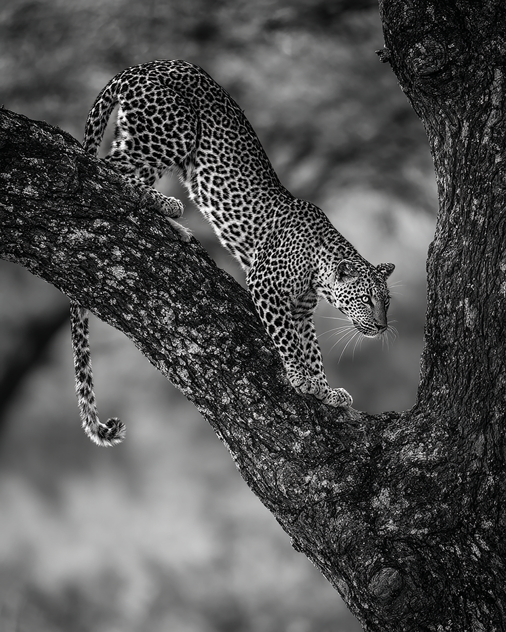 Jaguar Photo Print
