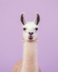 Lana The Lama Print
