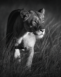 Fierce Lioness Print