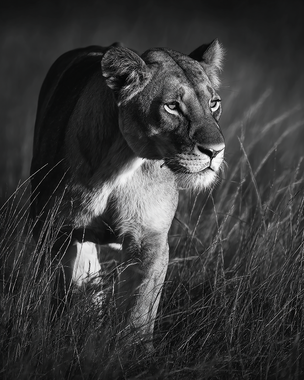 Fierce Lioness Print