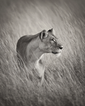 Lioness Print