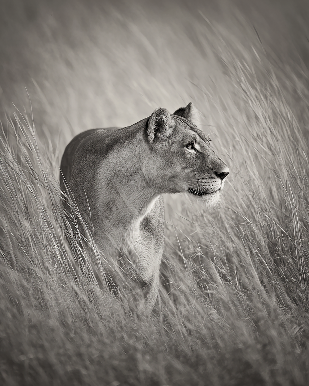 Lioness Print