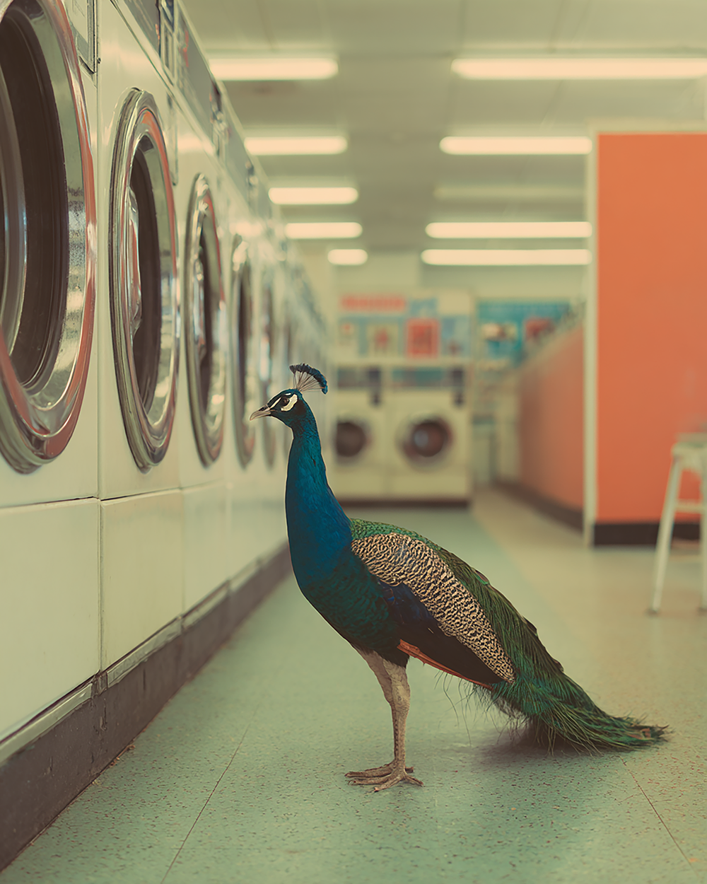 Peacock Photograph Print