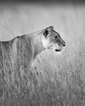 Powerful Lioness Print