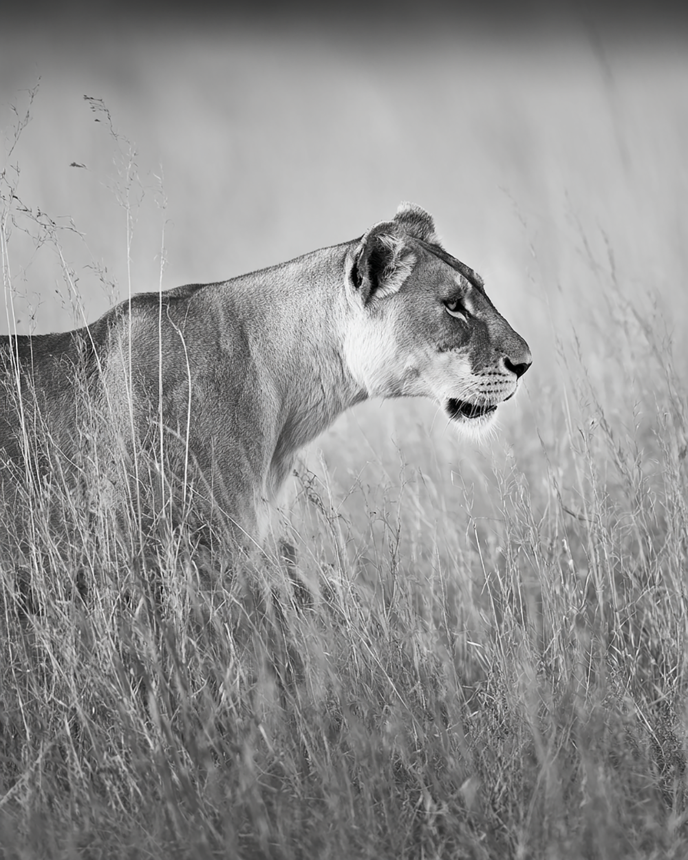 Powerful Lioness Print