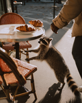 Raccoon In Paris Print