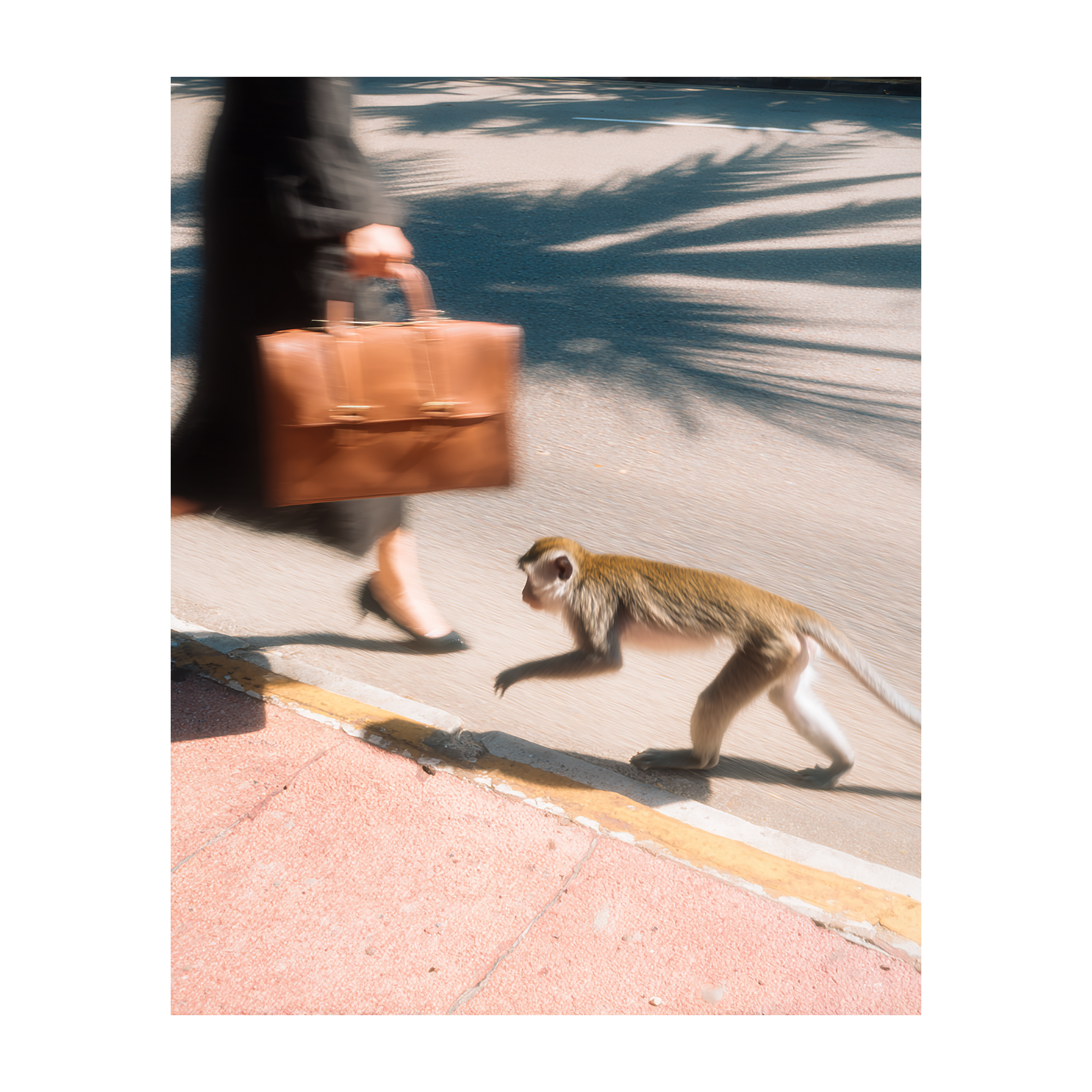 Monkey Business Photo Print