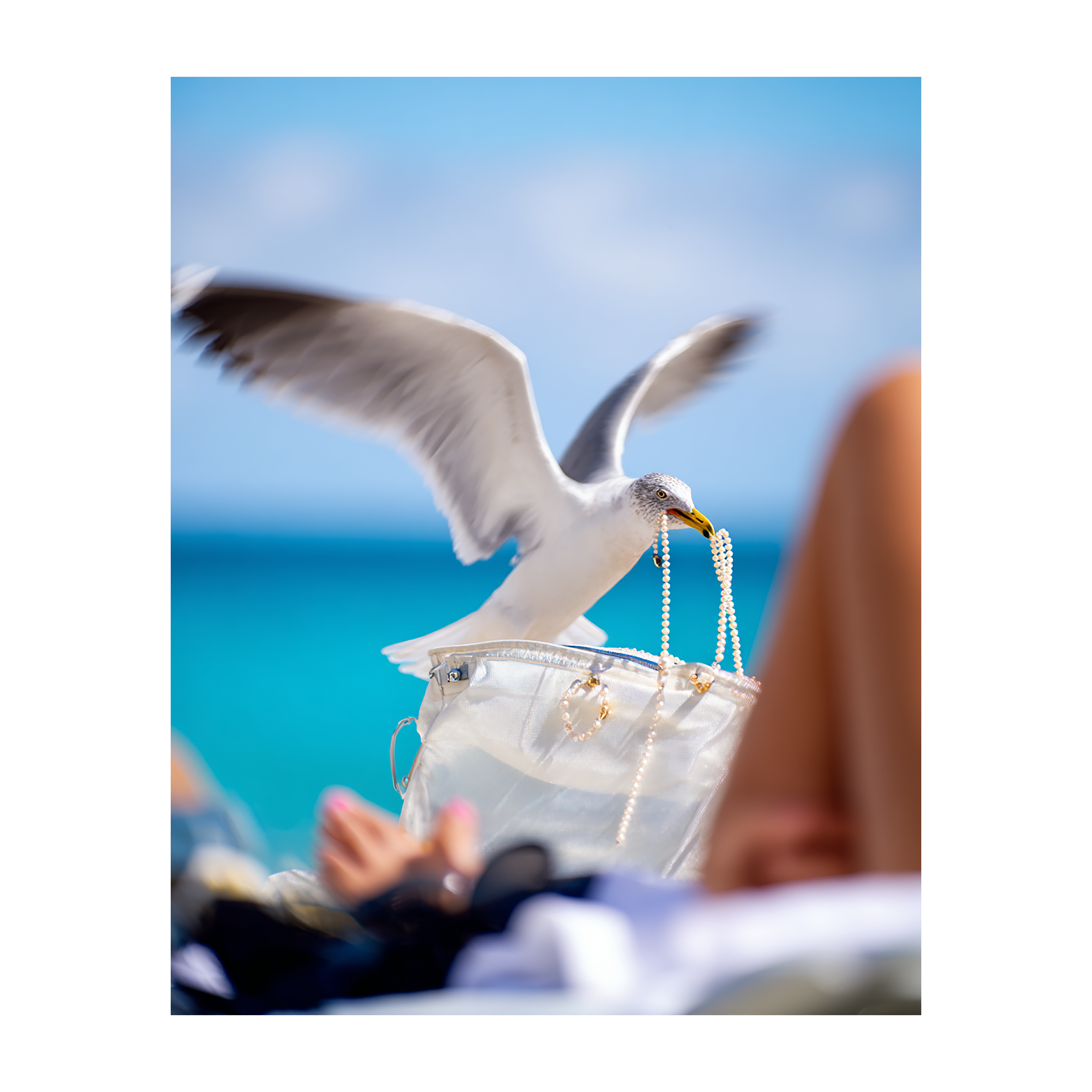 Seagull Stealing Pearls Print